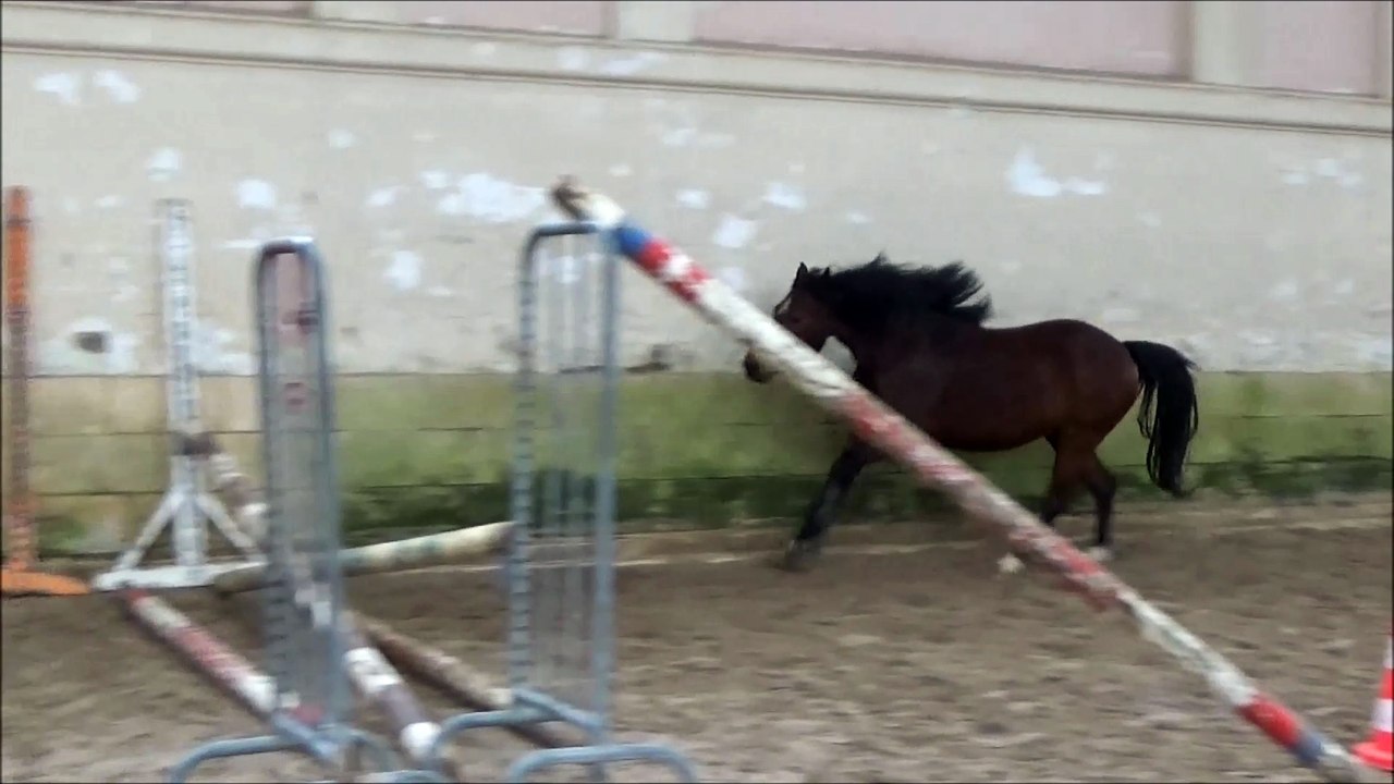 Fidji du Lorey 3 ans entraînement