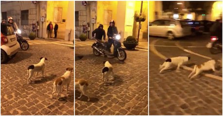 Quando dois cães esperam pacientemente pelo arranque da sua "presa" para dar início à caça