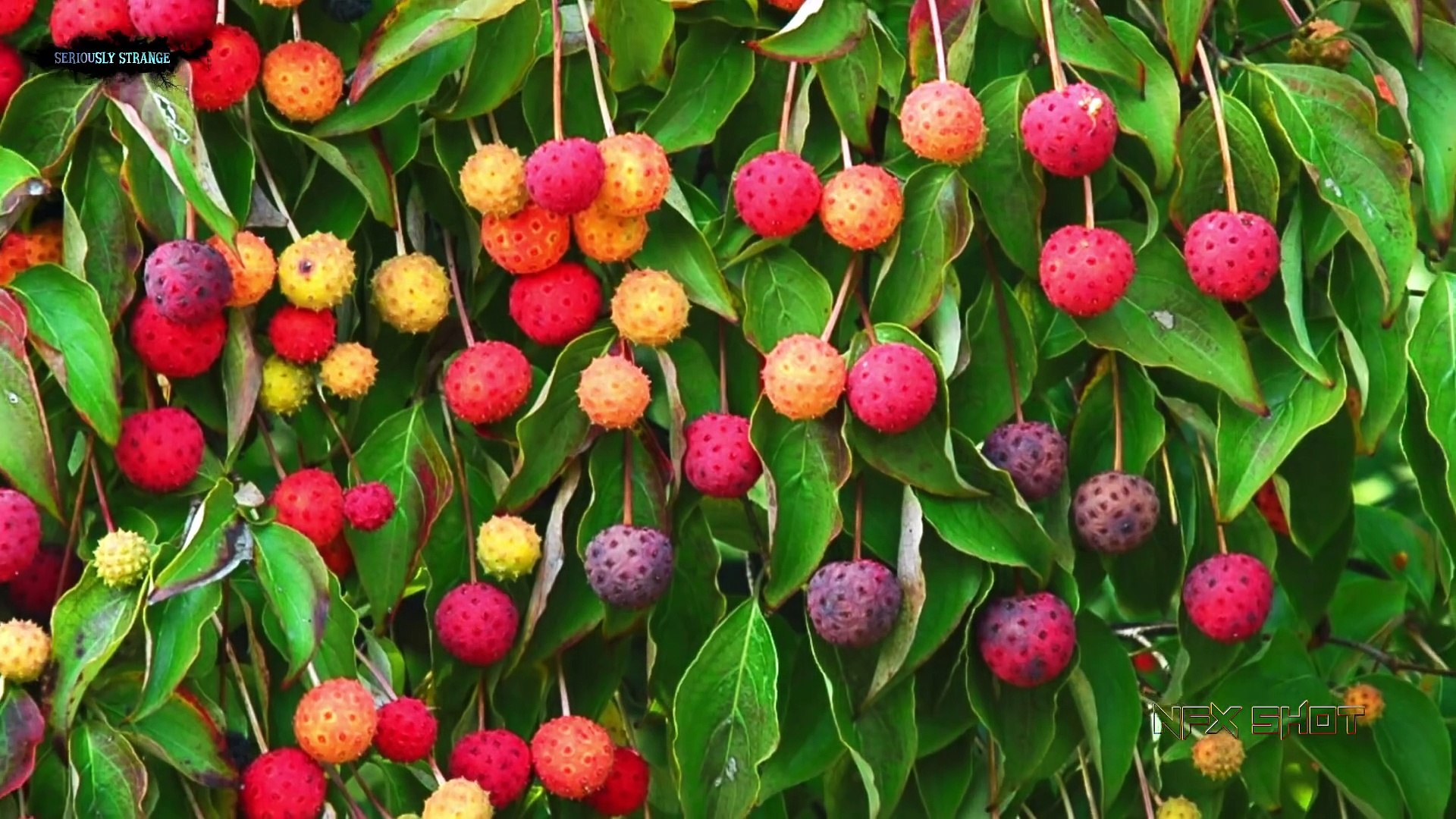 Fruit