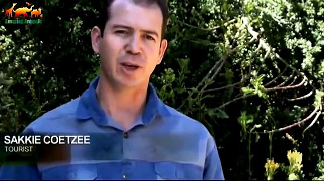 Бородавочник напал на гепарда. Кабаны издеваются над гепардом / Удивительное зрелище