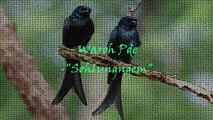 Waroh Pde - Sohlyngem (Lyrics)