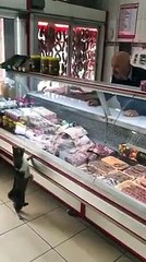 Kediye et satan kasap