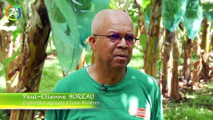 Production de banane respectueuse de l'environnement en Guadeloupe