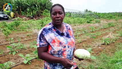 Maraîchage respectueux de l’environnement en Guadeloupe