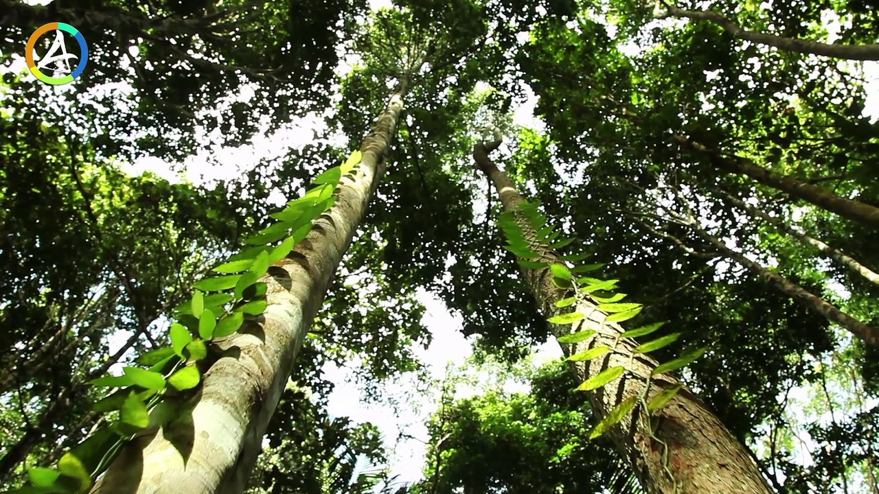 Vanille respectueuse de l’environnement en Guadeloupe