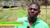 Agriculture biologique en Guadeloupe