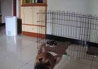 The Cutest Confused Puppy You'll See Today