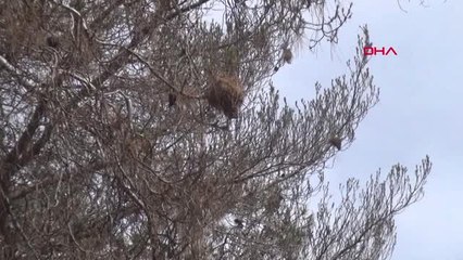 Antalya-Doğaya 9 Bin Yırtıcı Böcek Salındı