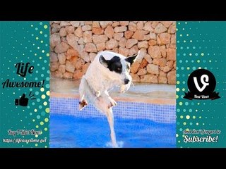 Try Not To Laugh At This Ultimate Funny Dogs Compilation 2018 | Funny Animals Videos