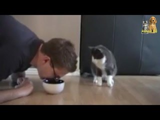 Il fait semblant de manger la nourriture du chat, mais attendez de voir ce que le matou va faire