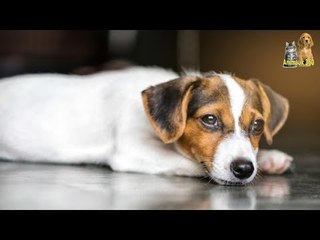 Le vétérinaire examine la gueule du chien et est sous le choc, la photo fait peur au monde entier