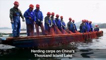 Fishing 'nomads': herding carp on China's Thousand Island Lake