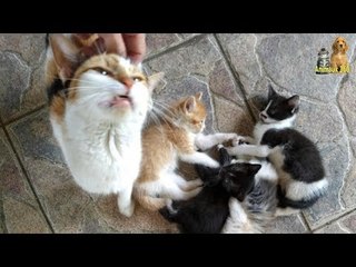 Il croise une chatte errante qui attend des petits, mais ne s’attendait pas à ce qu’elle...