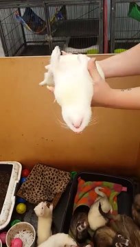 Ce furet est vraiment très fatigué... Impossible de le réveiller