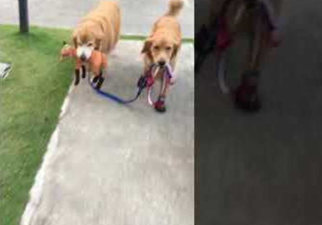 Adorable Pooches Step Out on Morning Stroll
