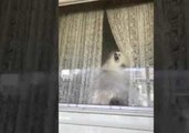 Crazy Dog Tries to Attack Garden Hose Through Glass Window