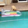 Cute Dog Drowning Into The Pool
