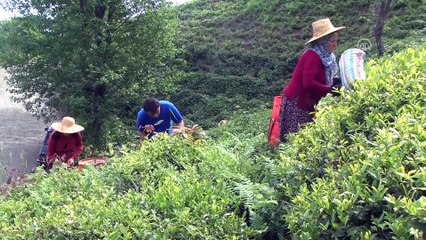 Yaş çayda taban fiyat çalışmaları - RİZE