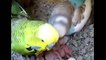 Everything about Budgerigar/Budgies || Small Parakeets
