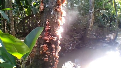 AMAZING!!!!! Smoking Mushrooms - Cogumelos Fumegantes