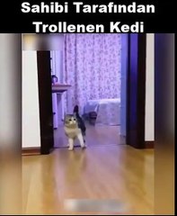 Sahibi Tarafından Trollenen Kedi :)