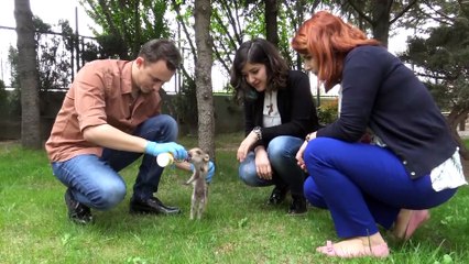 Annesini kaybeden 'Domdom'a gözleri gibi bakıyorlar - BURSA