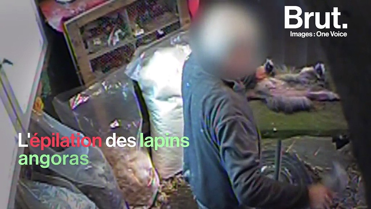 La détresse des lapins angoras dans les élevages français