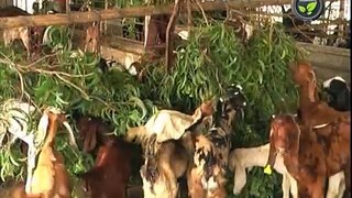 Goat Breeds for Stall Fed System