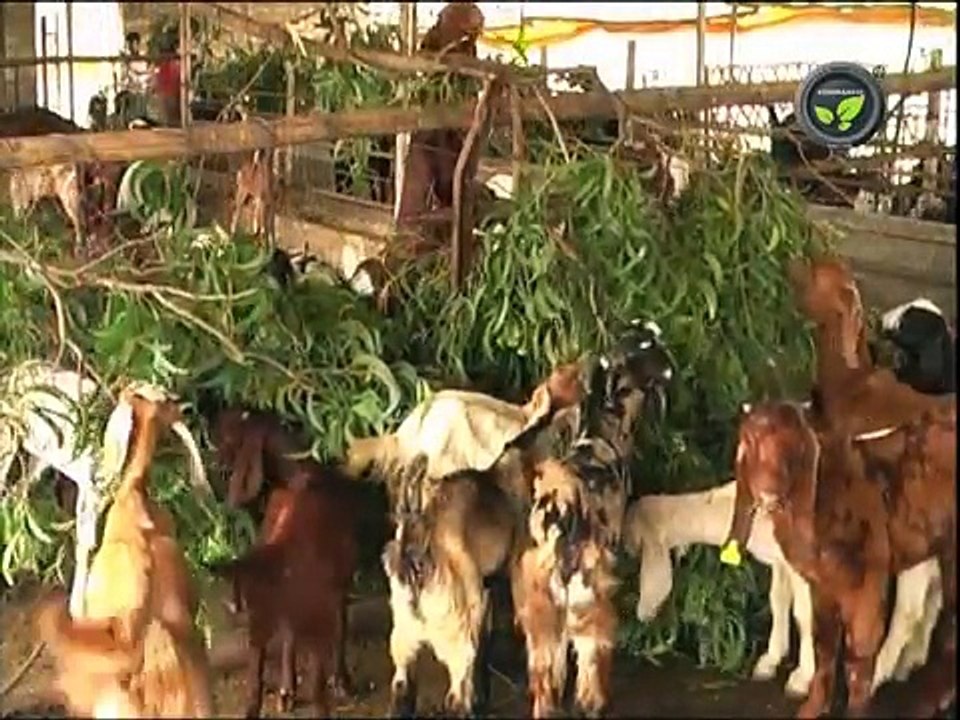 Goat Breeds for Stall Fed System