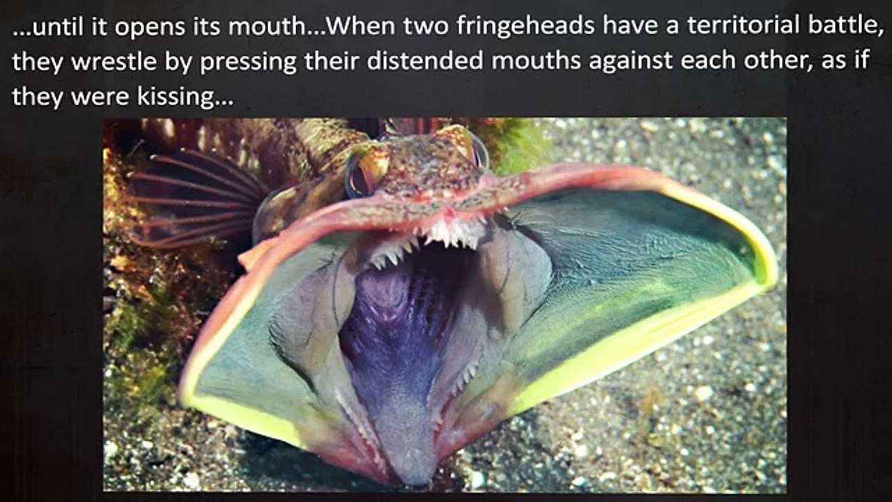 TOP 10 SEA MONSTERS That Actually Exist