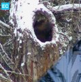 #VIDEO | Así se despierta un oso luego de meses de hibernación. Fue captado por cámaras en el Parque Nacional de los Glaciares, en Estados Unidos
