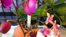 PHALAENOPSIS ORCHID BASICS: WINDOWSILL GROWING, REMOVAL OF OLD SPIKES & ROOTS, BASIC ORCHID AILMENTS