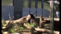 ポコポコパンチで場外バトル❣️シャンシャン(๑˃̵ᴗ˂̵)【パンダ】giant panda