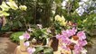 How to Grow and Care for Orchids