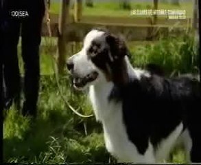 Adiestramiento canino: Aprender a dar