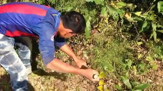 Amazing Catch Wild Rabbit By Digging Hole in Cambodia - How To Find A Rabbits Hole in My Village