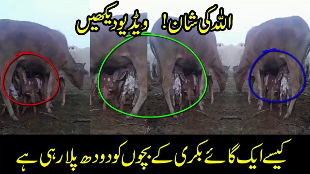 Cow feeding milk to baby goats | wow amazing scene