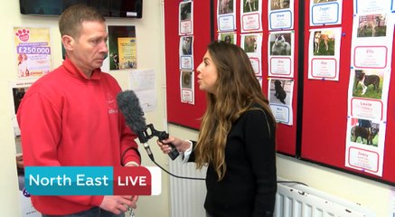 StrayAid: Meet the dogs looking for their forever home