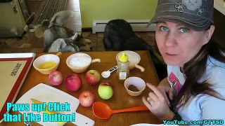 DIY APPLE CRISP FOR DOGS | How to make Homemade Dog Treats | Snacks with the Snow Dogs 37