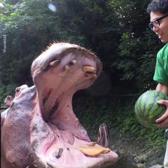 La puissance folle d'une mâchoire d'hippopotame... Impressionnant