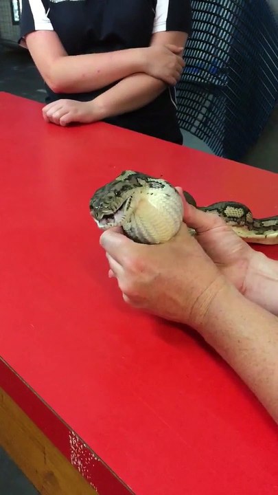 Ce que ce serpent a avalé est incroyable... Gourmand l'animal