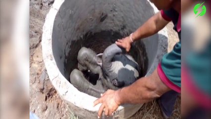 Il retrouve un jeune éléphanteau coincé dans un puits.