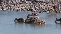 Namibie: au milieu des animaux sauvages du parc d'Etosha