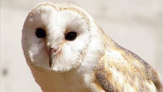 Owl sounds 15 minutes - Amazing Nature Sounds