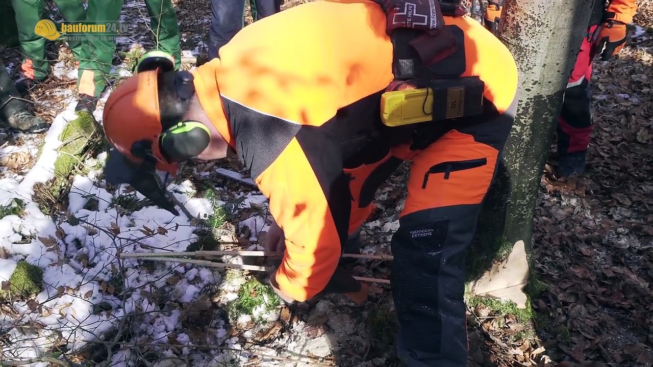 Motorsägenkurs: Wie fällt man einen Baum? Praxis im Wald & Baum fällen | Kettensägeschein TEIL 2