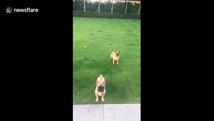 French bulldog puppy doesn’t quite understand the concept of fetch