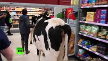 Agricultores llevan sus vacas a un supermercado en protesta contra el precio de la leche