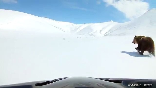 Deux hommes en motoneige chassent un ours de leur campement (Russie)