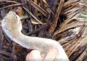 Park Ranger Rescues Baby Swan Trapped by Fishing Wire