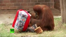 Los habitantes de un zoológico de Brasil reciben regalos de Navidad